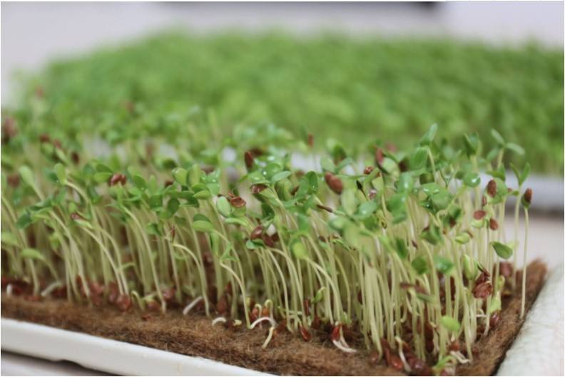 100% Natural Biodegradable Needle Puched Jute Felt for Agricultural Use